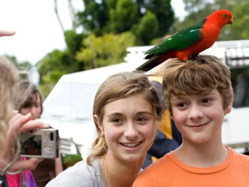 Gold Coast Tamborine Mountain, Lamington NP & O'Reilly's Tour
