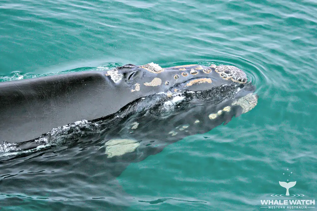 Whale Watch Experience AUGUSTA