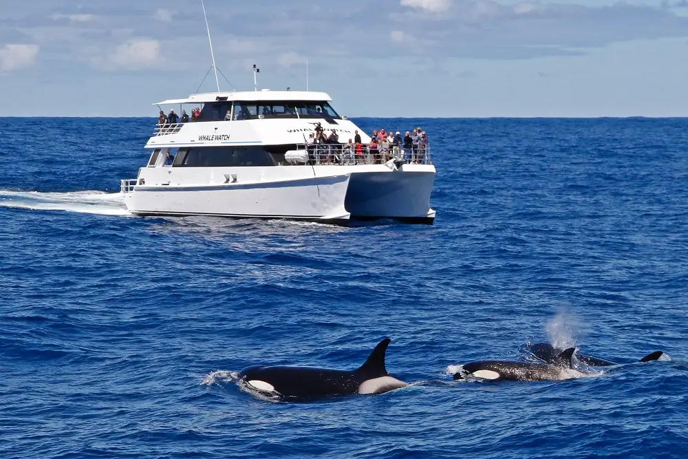 Bremer Bay Orca Experience | Bremer Bay Whale Watching