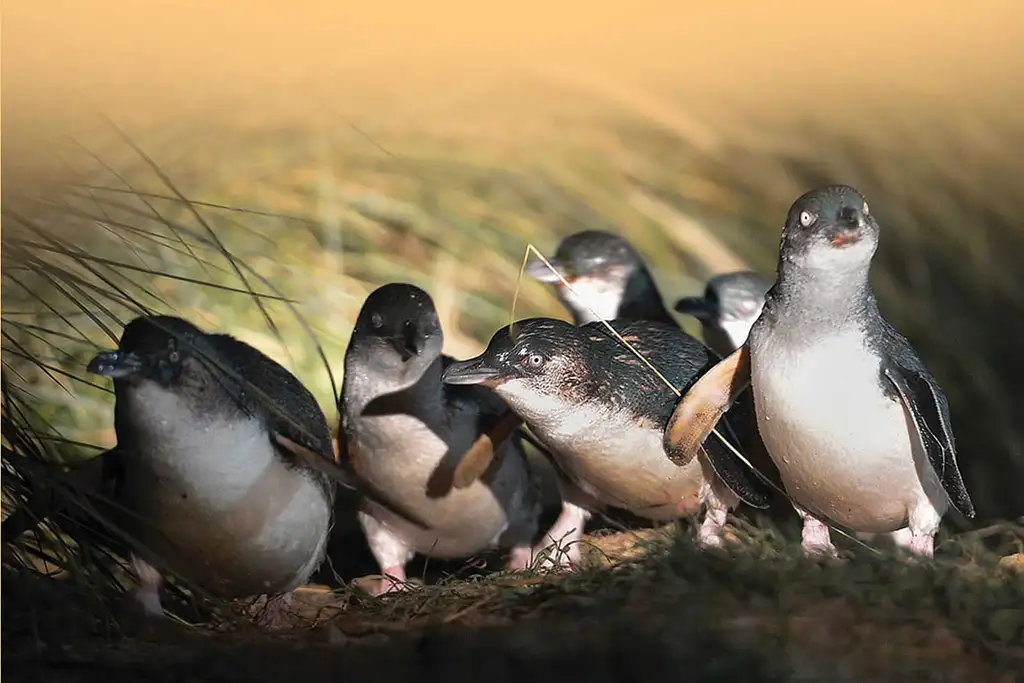 Blue Penguins Pukekura | Wildlife Tours - Dunedin