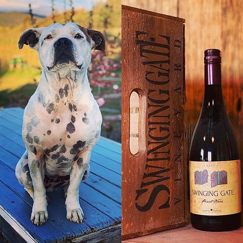 Tamar Valley Discovery Wine Tour Specials