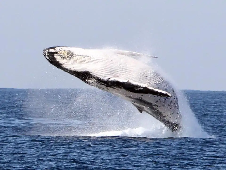 Small Group, Super Yacht Whale Watching Experience