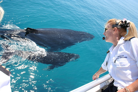 Brisbane Whale Watching Cruise