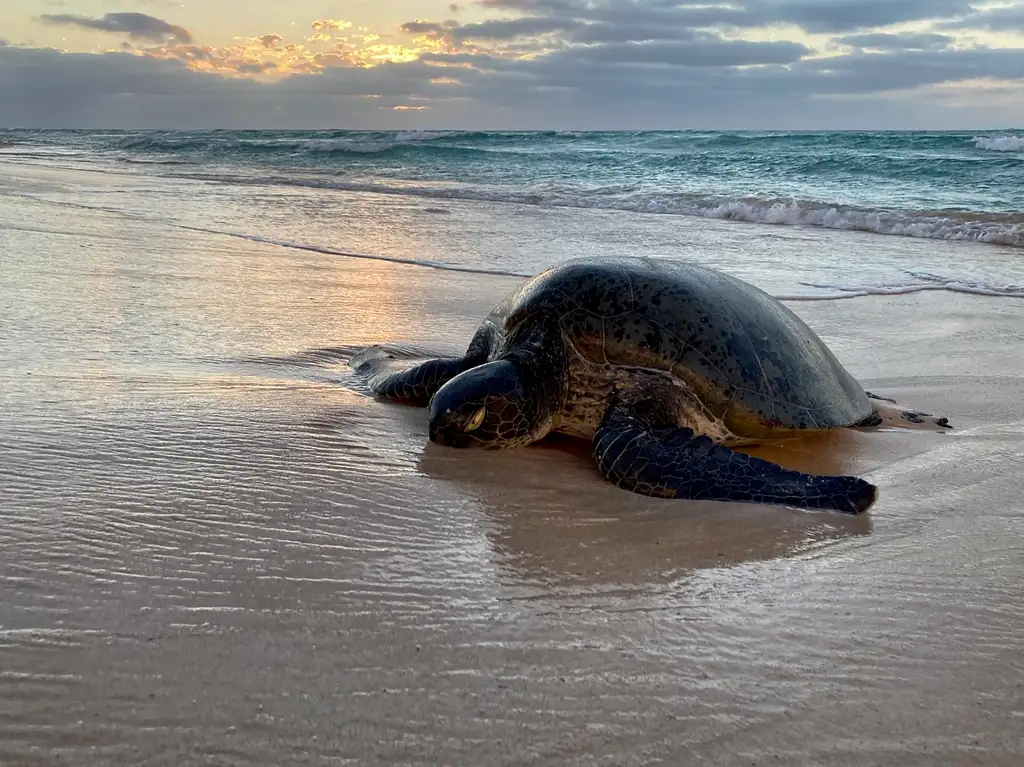 Summer Sunset Turtle Watching Tour | Exmouth