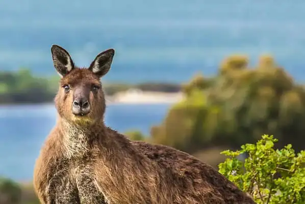 Kangaroo Island kangaroo
