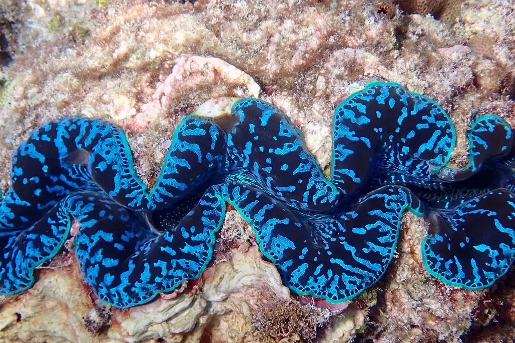 Reef & Island Day Tour | Outer Barrier Reef & Dunk Island | From Cairns