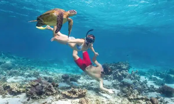 Ningaloo Reef Half Day Turtle Tour | Departing Exmouth