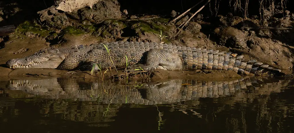 Cooper Creek Crocodile Cruise