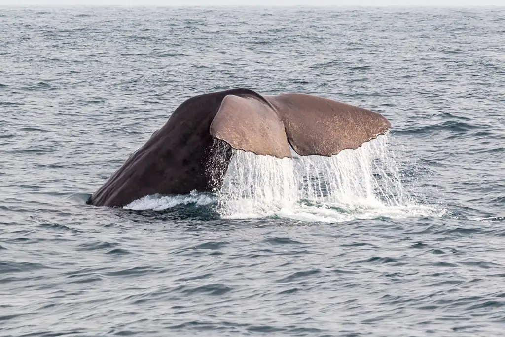Kaikoura Day Trip From Christchurch with Whale Watch