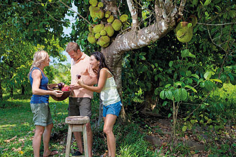 Port Douglas Atherton Tablelands Tour
