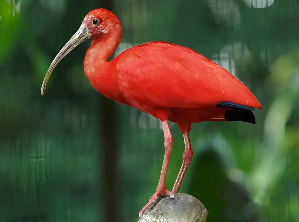 Entrance Tickets To Bird Paradise