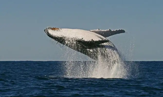 Byron Bay Whale Watching Tour