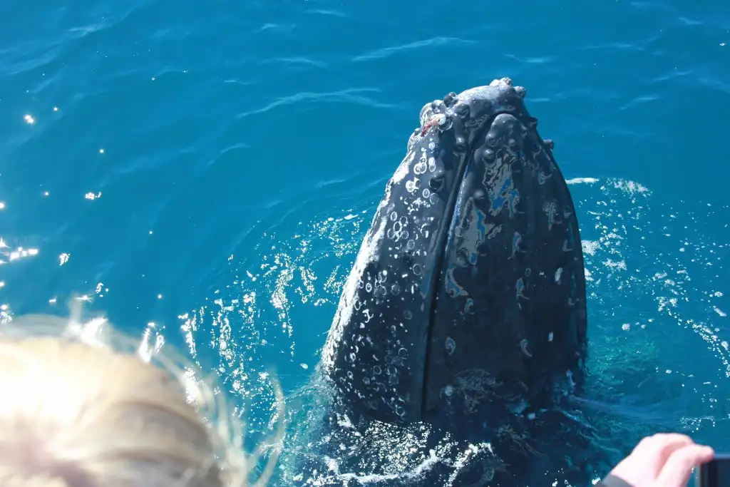 Freedom Premium 3/4 Day Whale Watch Cruise - spend more time with the whales