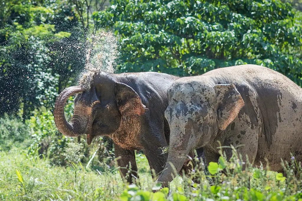 Phuket Elephant Sanctuary Canopy Walkway Program