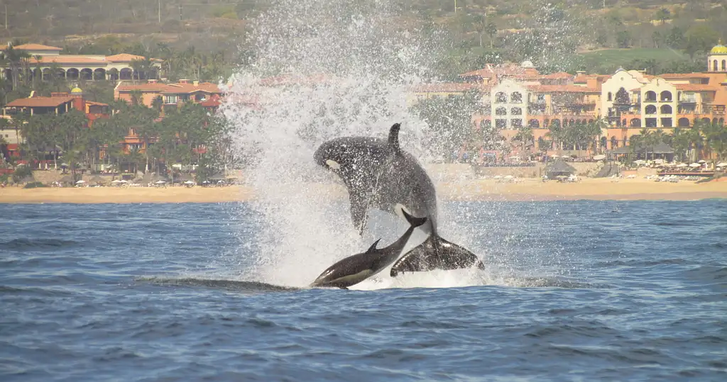 Whale Watching Tour Cabo San Lucas