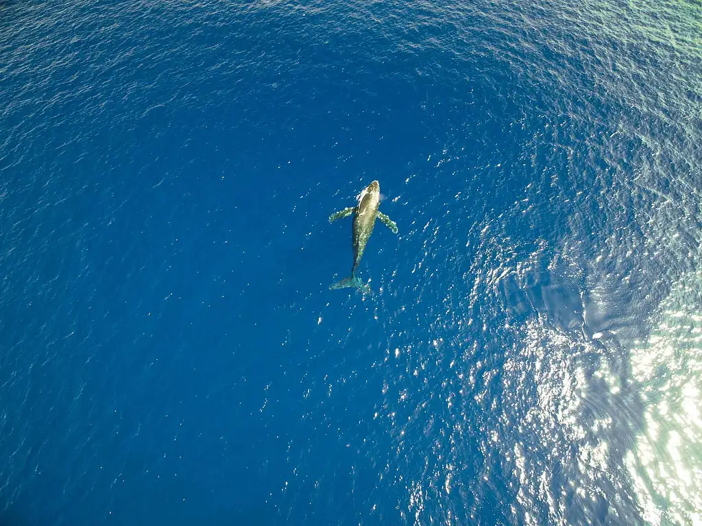 Waikiki Whale Watching Tour