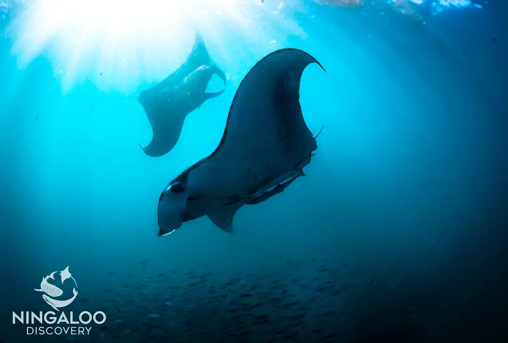 Ningaloo Whale Shark Swim & Eco Tour On A Catamaran (Aug-Oct) | From Exmouth