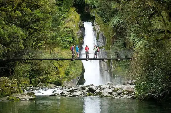 A group of four hikers crossing a cable bridge over a serene river in Fiordland National Park. They are surrounded by lush greenery and a waterfall is feeding the river in the background.