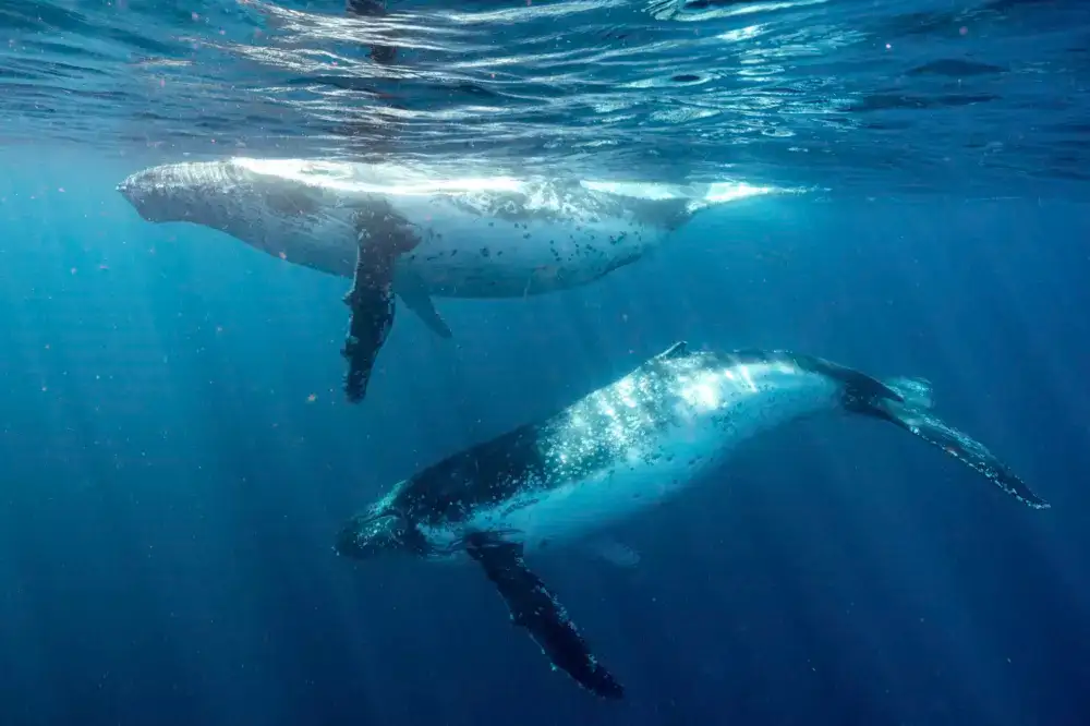 Sydney Whale Watching Cruise