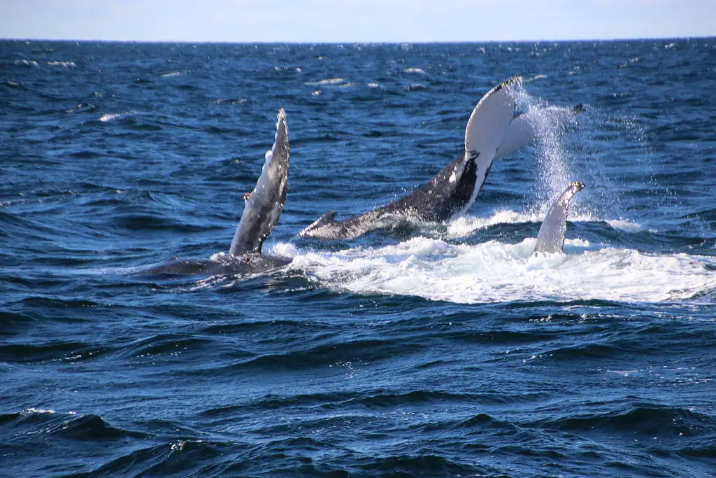Whale Watching - Sea World Cruises | Gold Coast