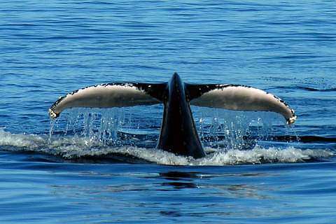colourful trips port stephens whale watching