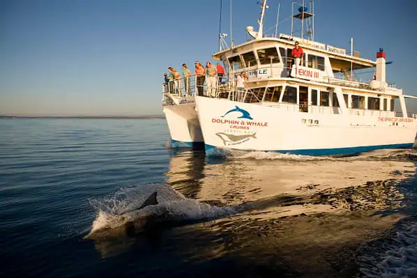 Jervis Bay Dolphin Watching Day Trip ex-Sydney