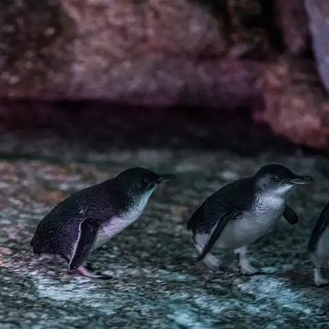 tasmanian penguins.jpg