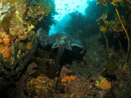 Canterbury diving lessons