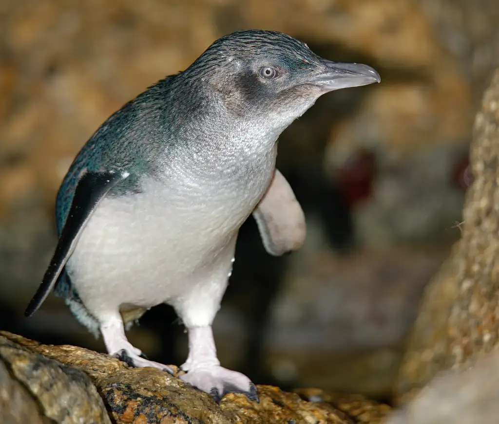 Healesville Sanctuary & Phillip Island Wildlife Park Bus Tour