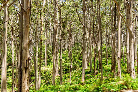 Cape to Cape Track Hike