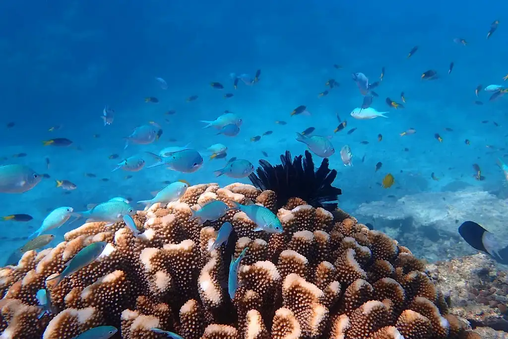 Reef & Island Day Tour | Outer Barrier Reef & Dunk Island | From Cairns