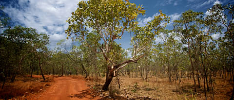 Kakadu