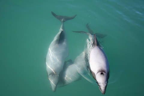 akaroa dolphin cruise discount