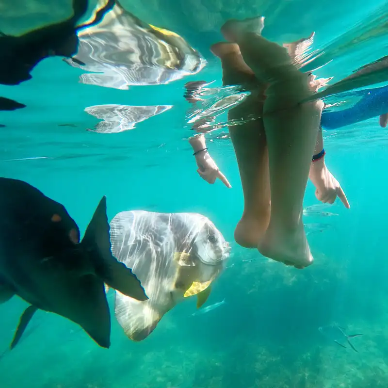 Aquascene - Magnetic Island Half-Day Snorkel Tour Including Ferry