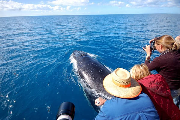 whale watching cruises jervis bay