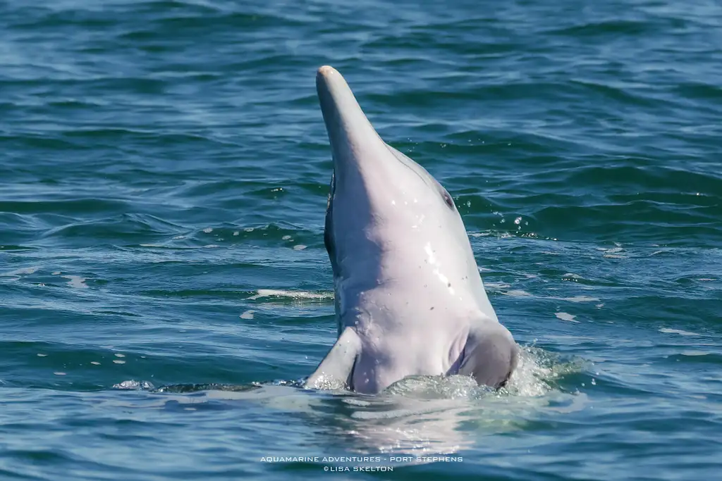 Port Stephens Dolphin Watching Express