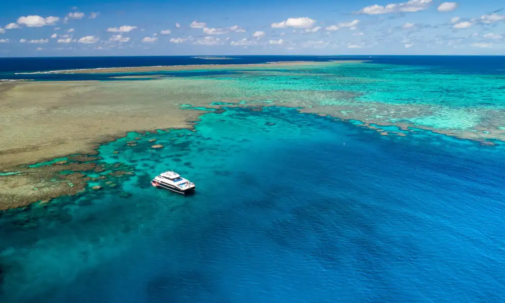 Calypso Outer Great Barrier Reef Snorkel Tour From Port Douglas