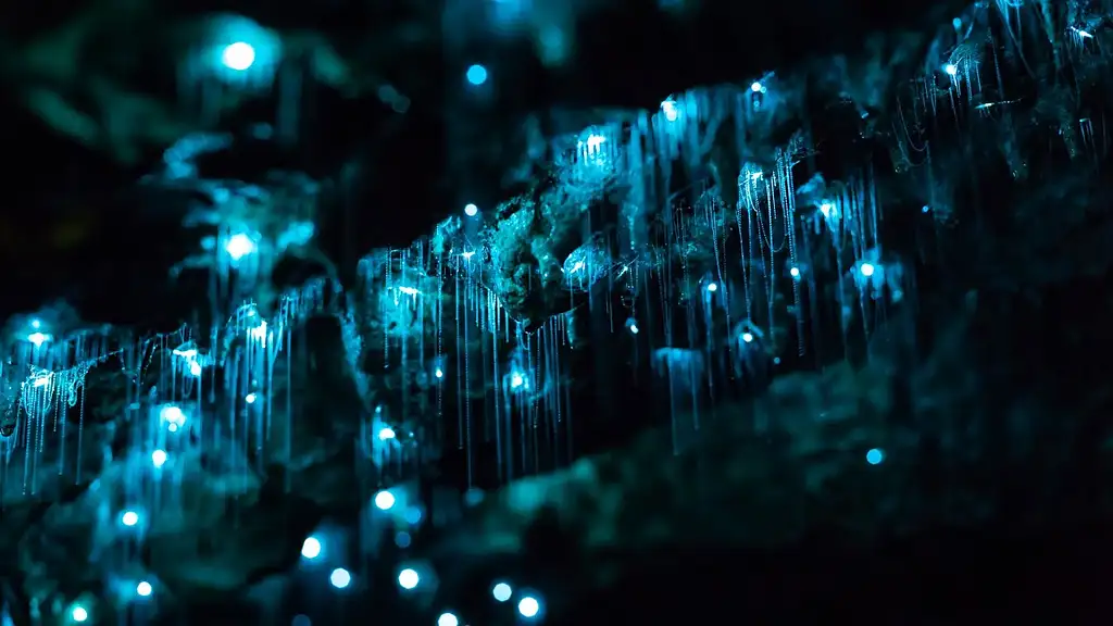 Glow-worms, Waterfalls & Rainforest Experience Tour