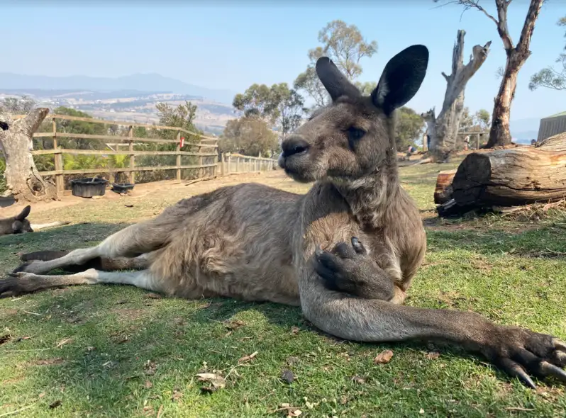 Hobart Highlights Full Day Tour with Bonorong Wildlife Sanctuary