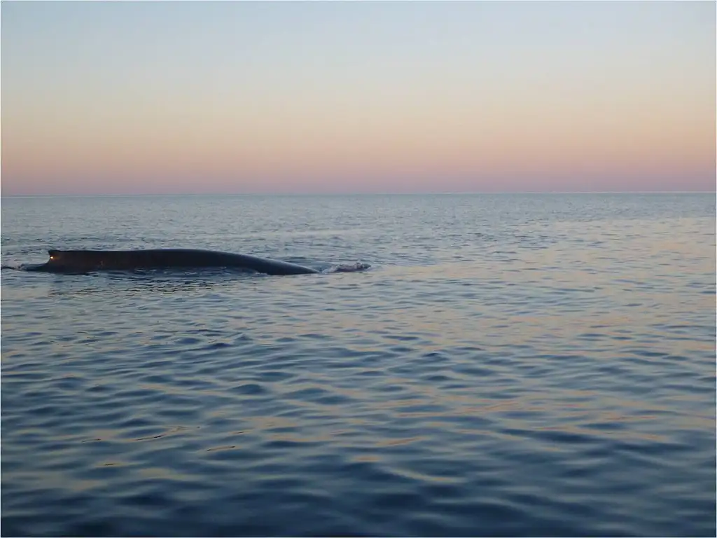 Whale Watch Sunset Cruise | Departing Exmouth