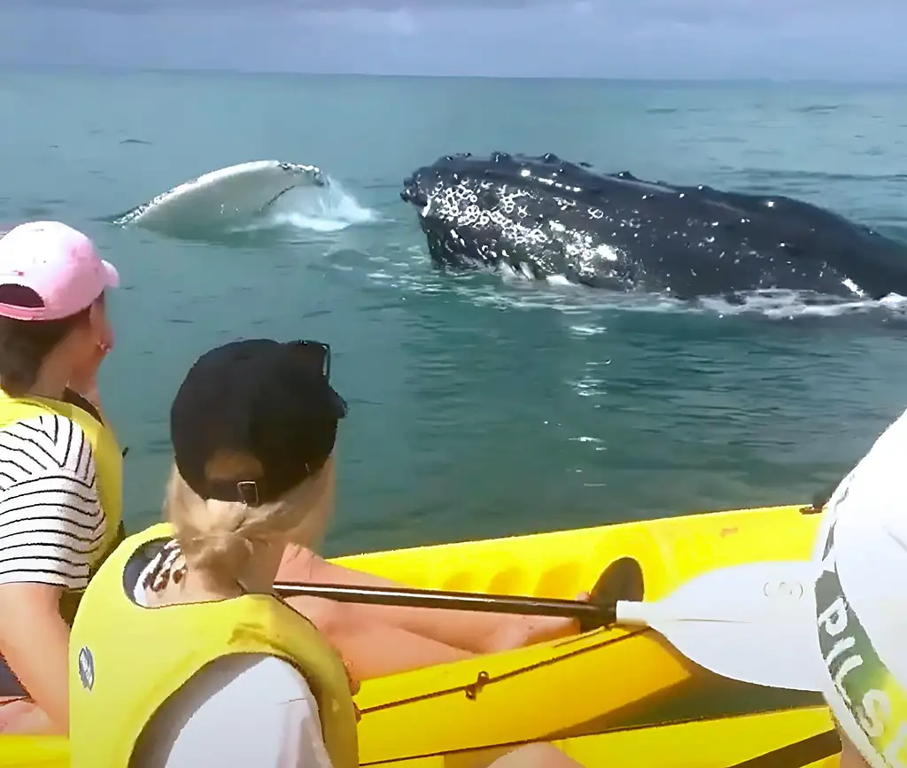 Whale Watching Kayak & Great Beach Drive Adventure | From Rainbow Beach