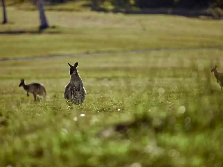 Ultimate Sirromet Winery Experience | Picnic in the Paddock