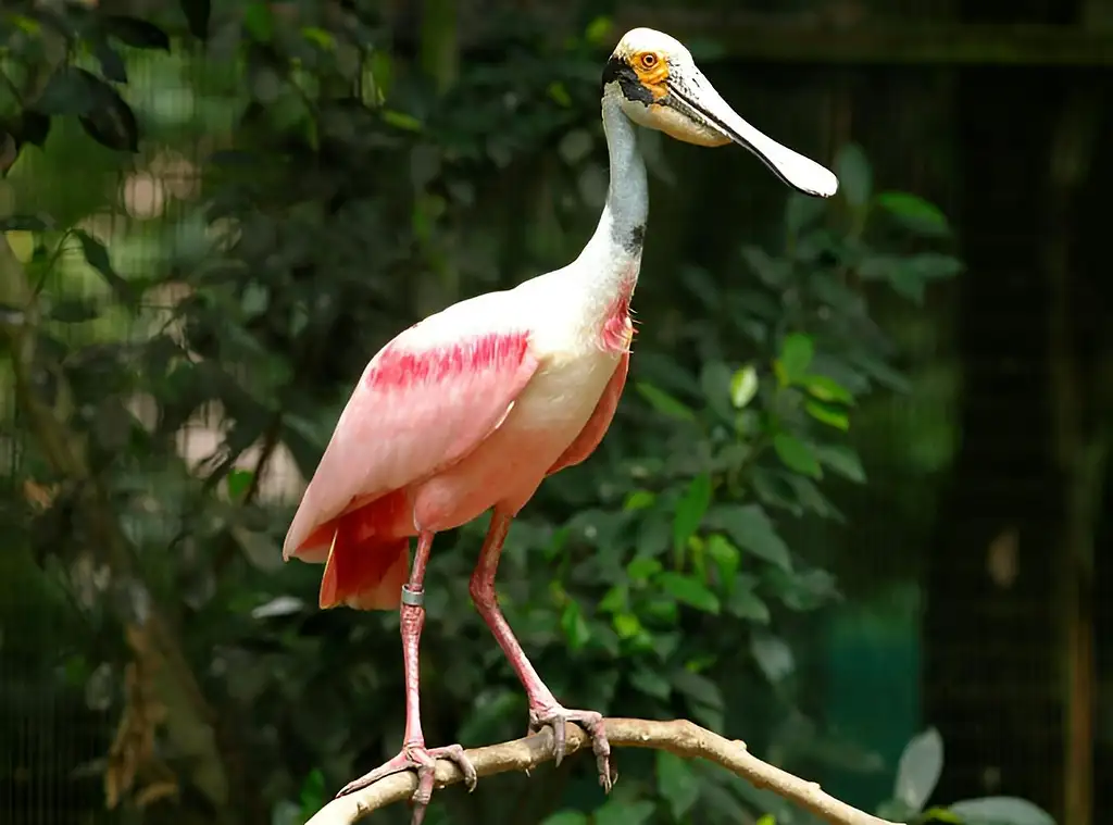 Entrance Tickets To Bird Paradise