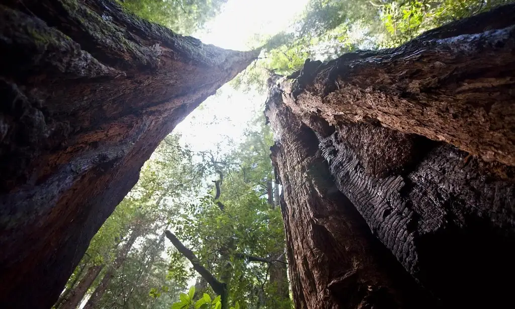 Muir Woods And Sausalito Tour With Bay Cruise