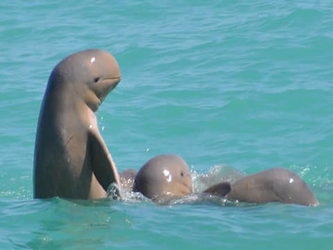 3H30M Broome Snubfin Dolphin Eco Tour