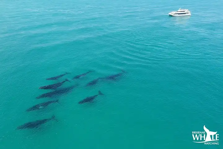 Brisbane Whale Watching Adventure | Self drive or Transfers from CBD