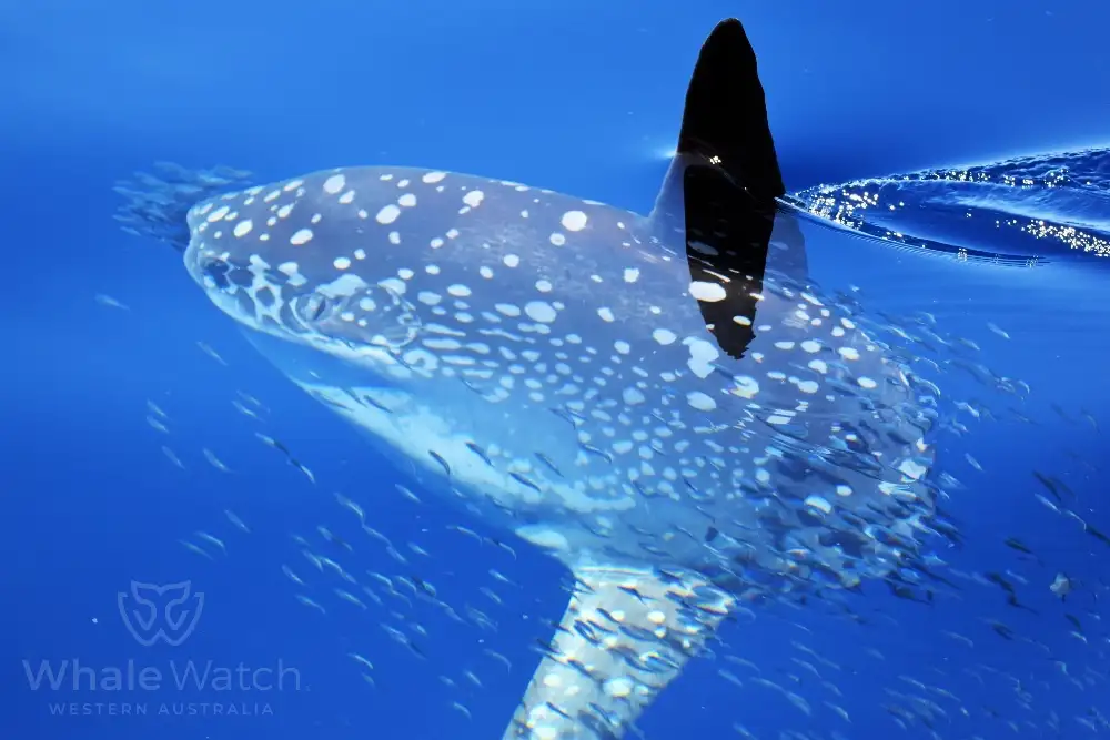 Bremer Bay Orca Experience | Bremer Bay Whale Watching