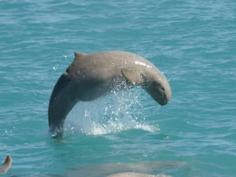 3H30M Broome Snubfin Dolphin Eco Tour