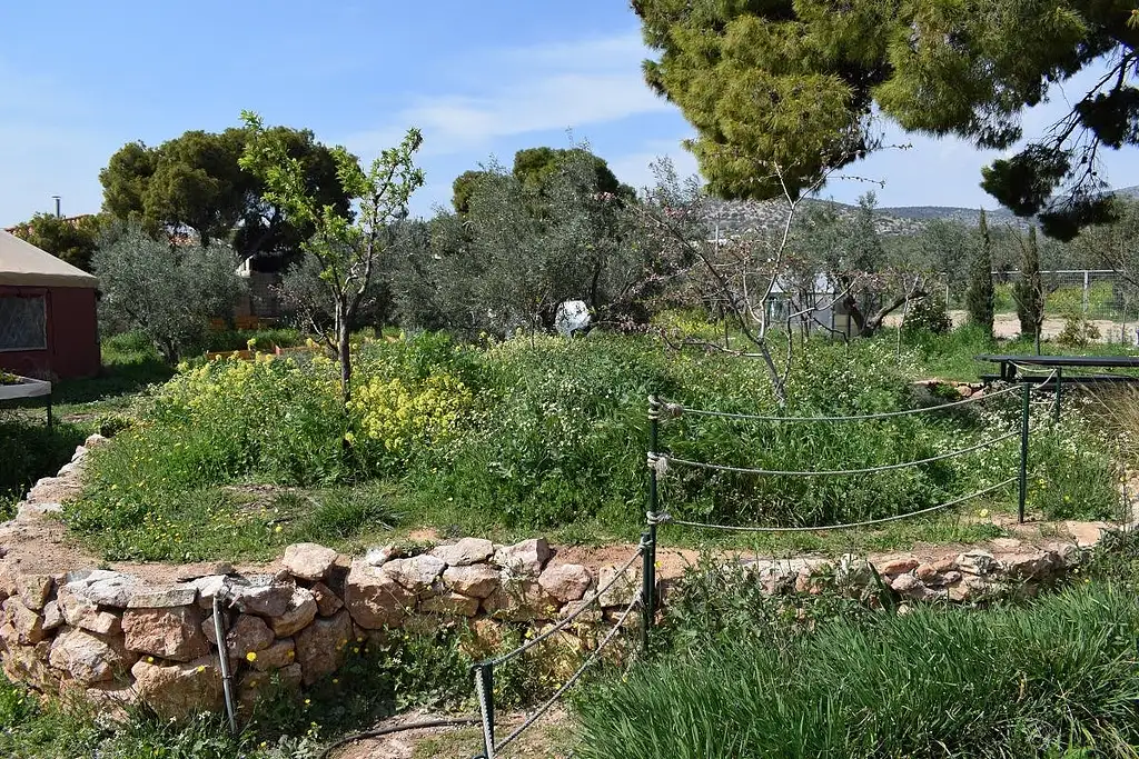 Olive Grove And Olive Oil Tasting Full Day Tour From Athens | Private Tour
