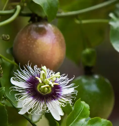 Forage for an Outback Gourmet Feast & Sightseeing